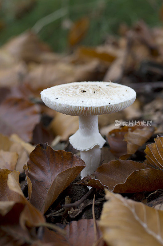 死亡之帽(Amanita citrina)